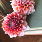 Dahlia 'Alpen Parfait'