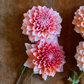 Dahlia 'Alpen Parfait'