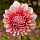 Dahlia 'Alpen Parfait'