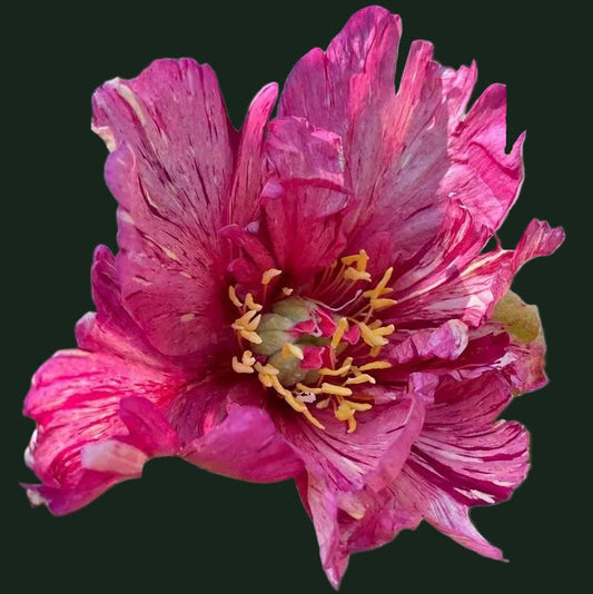 Anderson's Kaleidoscope Peony - Hybrid 3-5 eyes