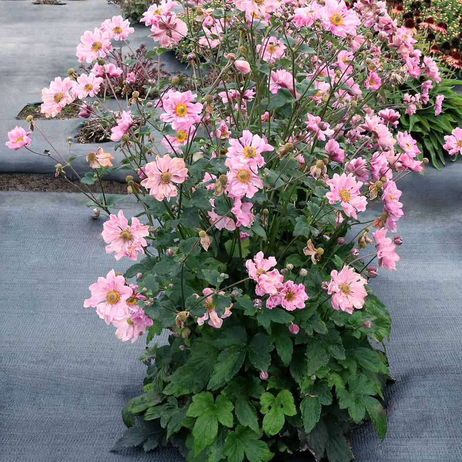 Week 14 | Anemone 'Harlequin Cameo' | 2 Pack