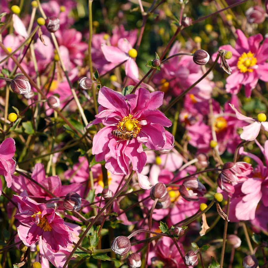Week 14 | Anemone 'Harlequin Cameo' | 2 Pack