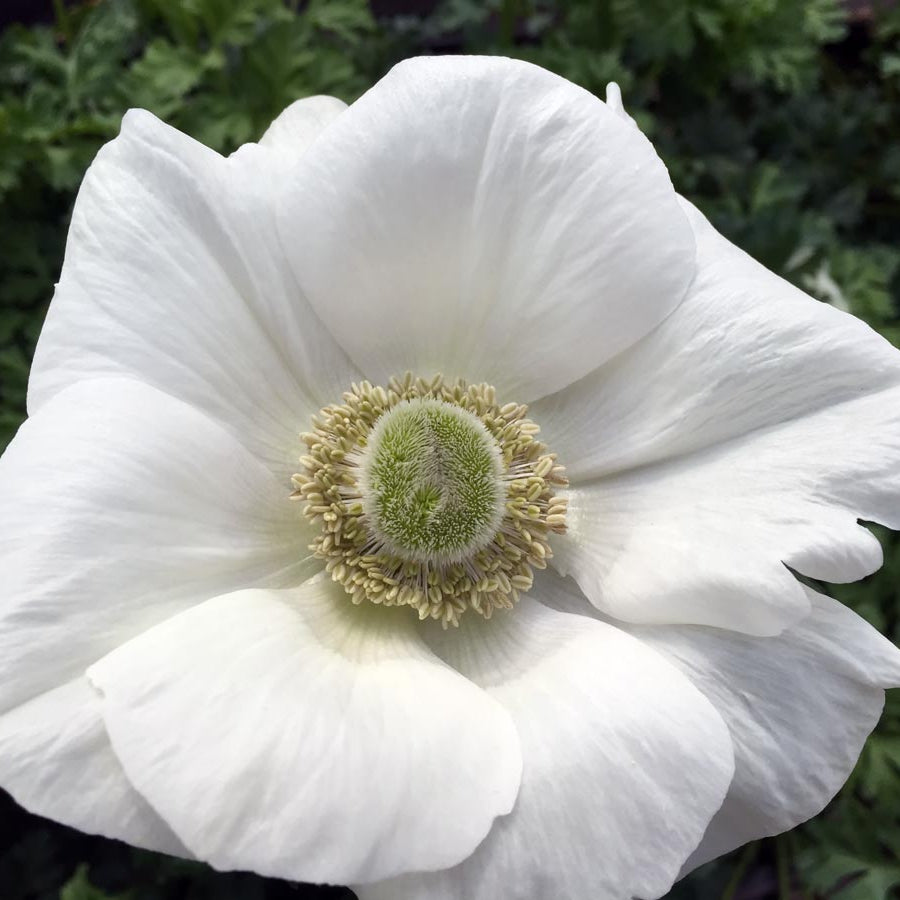 Anemone Mistral Bianco - 10 Pack