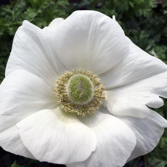 Anemone Mistral Bianco - 10 Pack