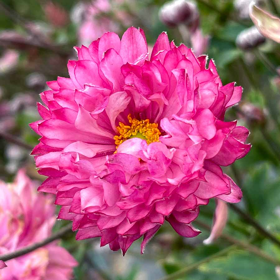 Week 14 | Anemone 'Puff Pink' | 2 Pack
