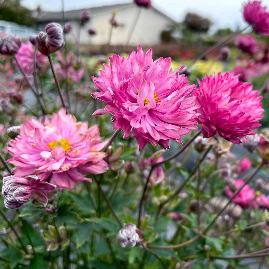 Week 14 | Anemone 'Puff Pink' | 2 Pack