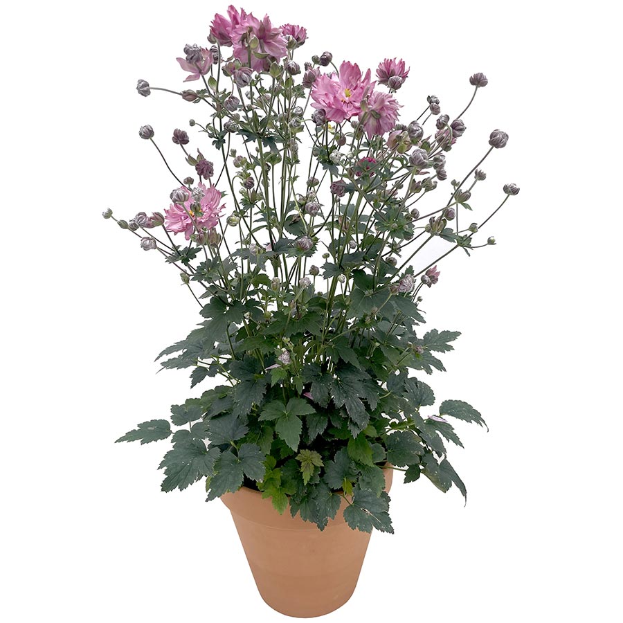 Week 14 | Anemone 'Puff Pink' | 2 Pack