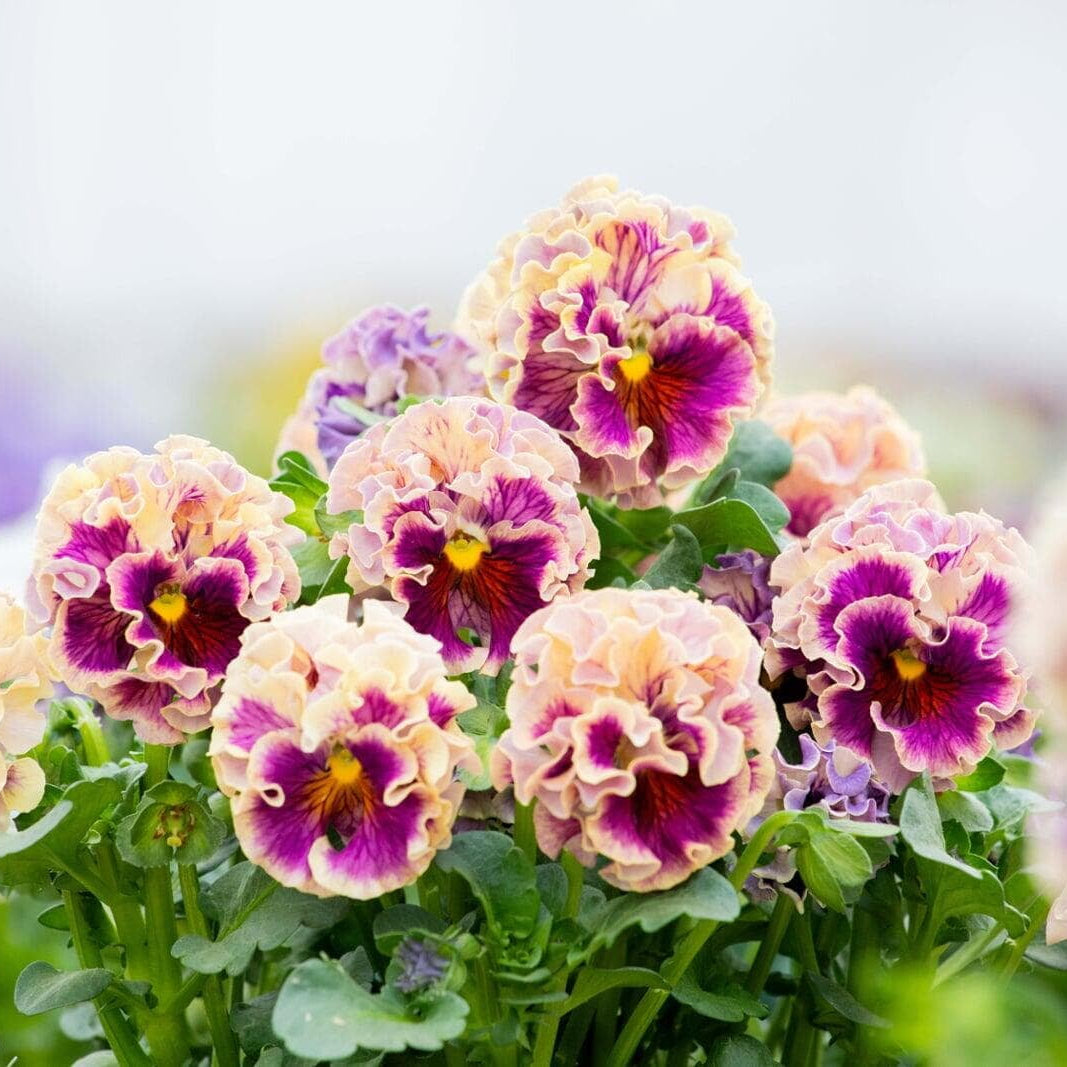 Japanese Pansy Elegance 'Antoinette' | 6 Pack | Ships Week of Sept 14