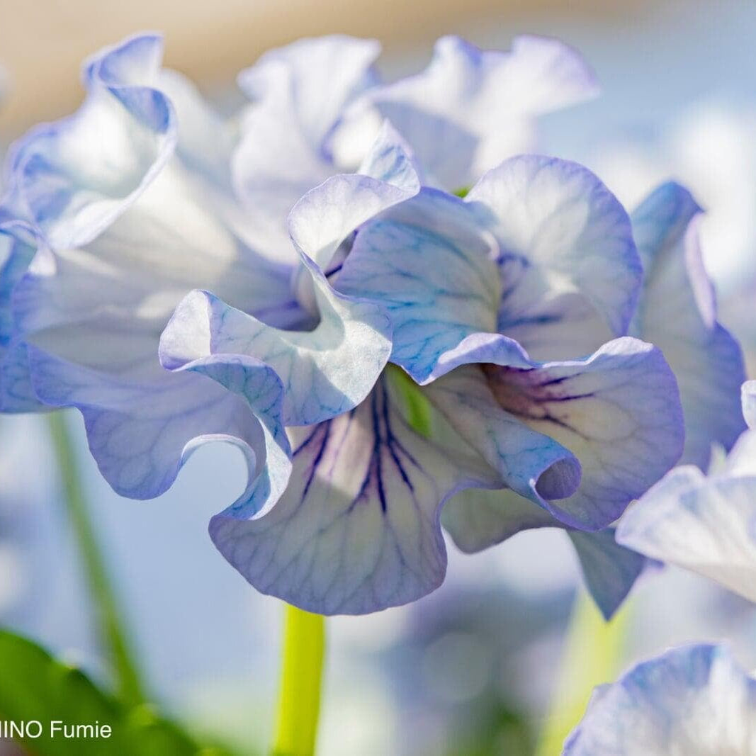 Japanese Pansy Elegance 'Antoinette' | 6 Pack | Ships Week of Sept 14