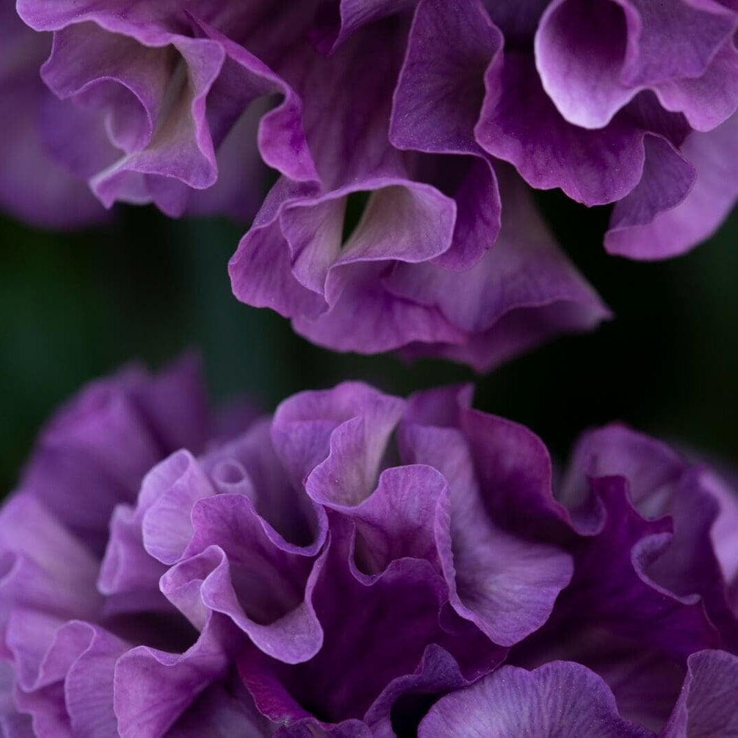 Japanese Pansy Elegance 'Antoinette' | 6 Pack | Ships Week of Sept 14