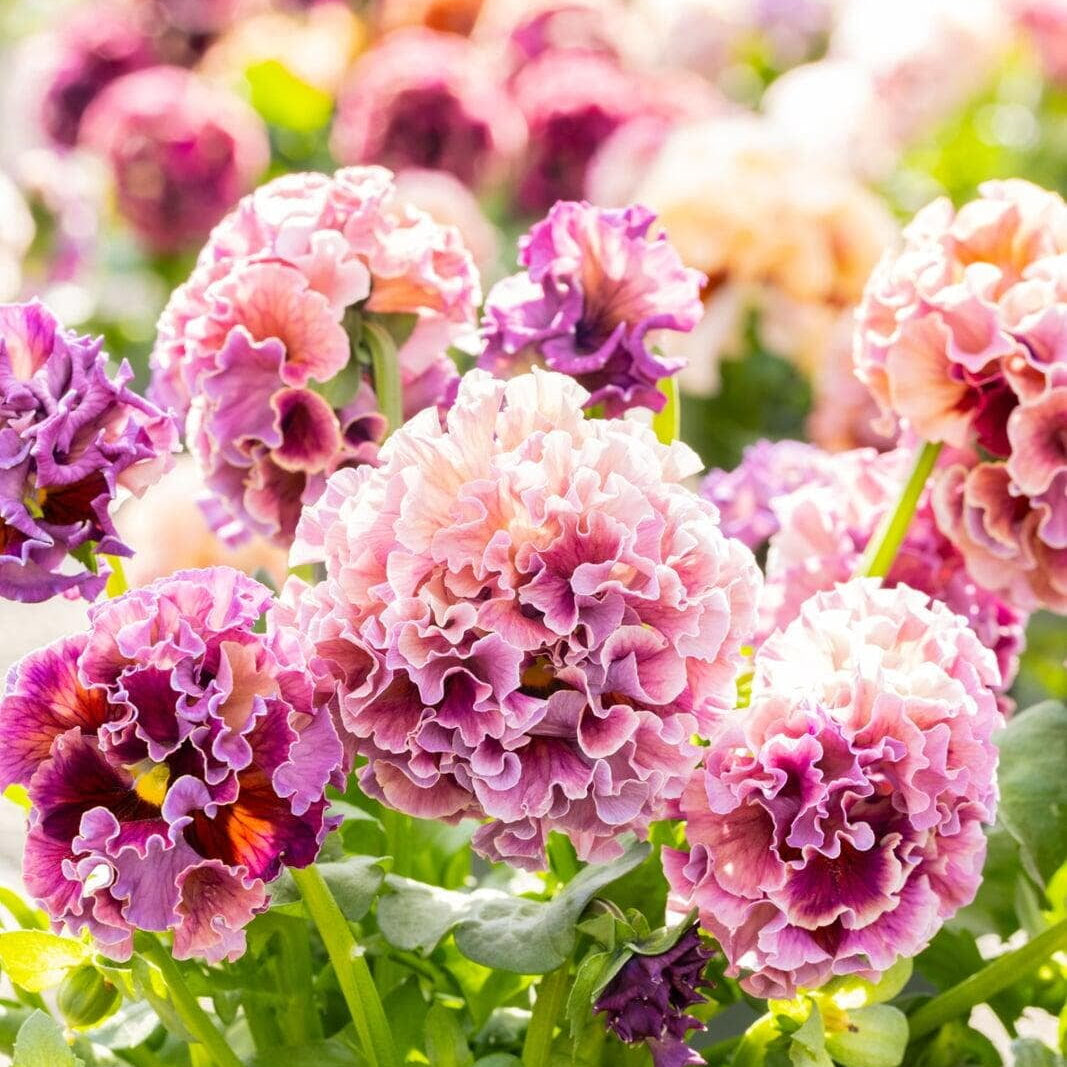 Japanese Pansy Elegance 'Antoinette' | 6 Pack | Ships Week of Sept 14