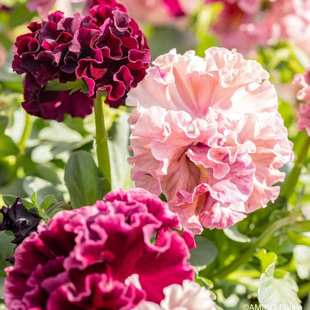 Japanese Pansy Elegance 'Antoinette' | 6 Pack | Ships Week of Sept 14
