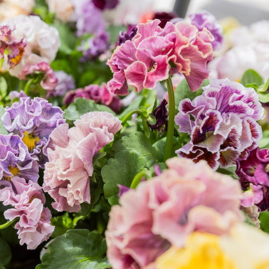 Japanese Pansy Elegance 'Antoinette' | 6 Pack | Ships Week of Sept 14