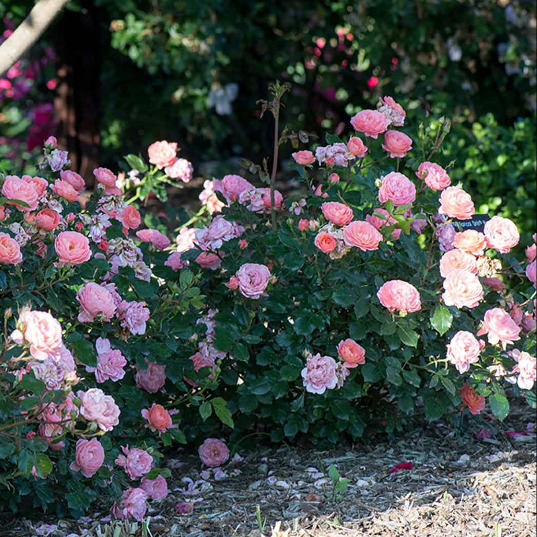 Apricot Drift® Groundcover Rose Bush