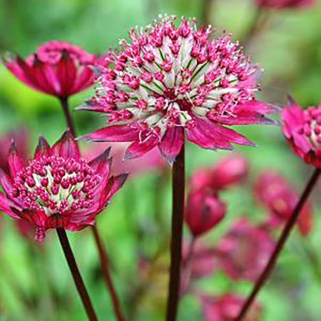 Perennial Astrantia 'Burgundy Manor' | 2 Pack | Ships  Week of Sept 21