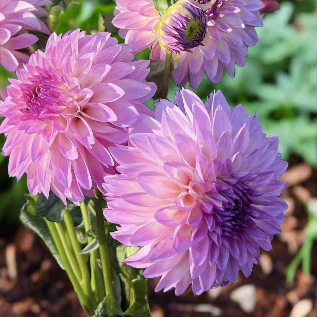 Dahlia 'Bloomquist Isla' - Formal Decorative (1 tuber)