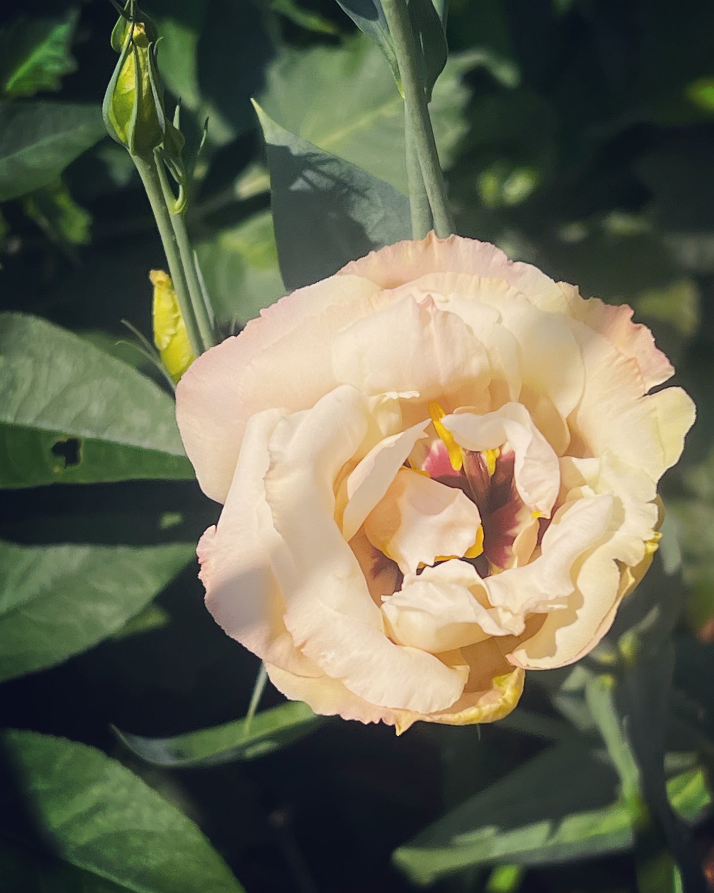 Lisianthus Super Magic Group 2 Apricot