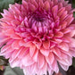 Dahlia 'Sweet Sanne'