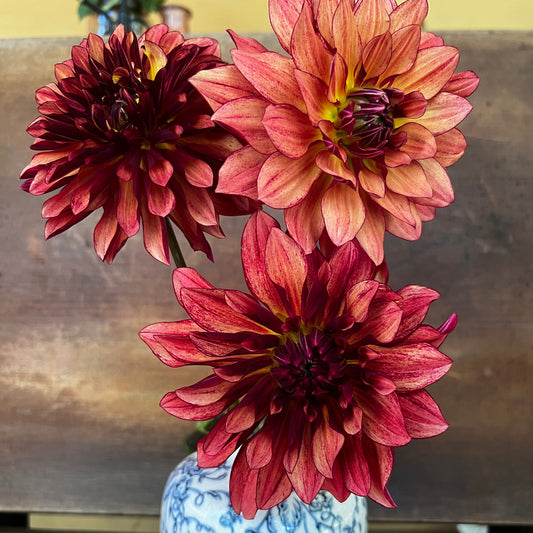 Dahlia 'Miss Brandy' - Informal Decorative (1 tuber)