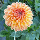 Dahlia 'Ferncliff Copper'