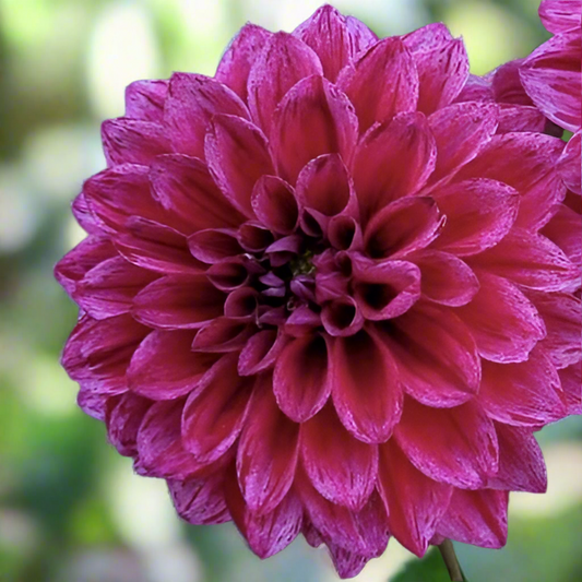 Dahlia 'Elk's Twitterpation'