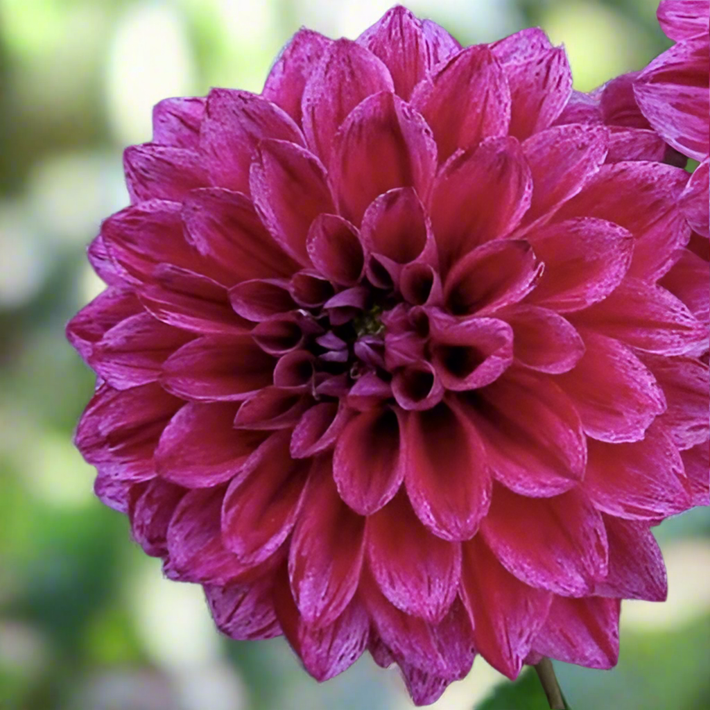 Dahlia 'Elk's Twitterpation' - Formal Decorative (1 tuber)