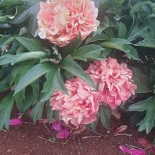 Oochigeas Peony