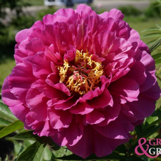 Belle Toulousaine Peony - Hybrid 3-5 eyes