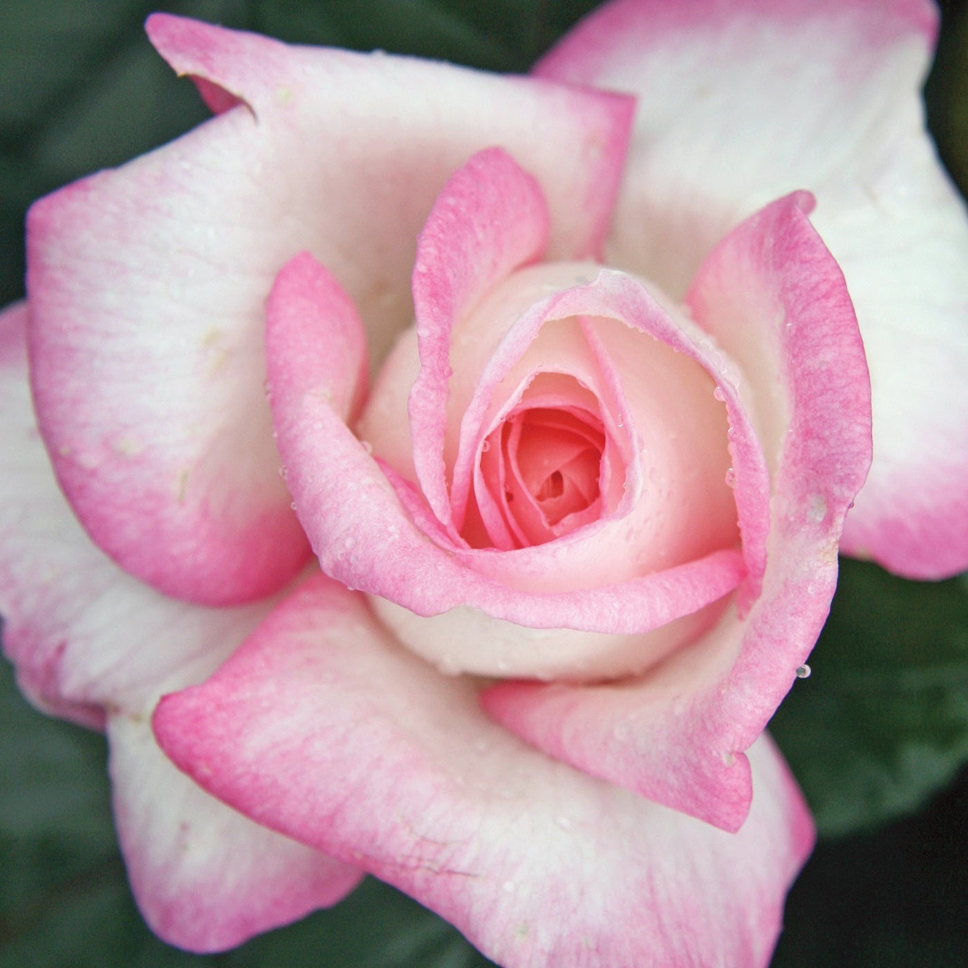 Best Kept Secret™ Rose Bush
