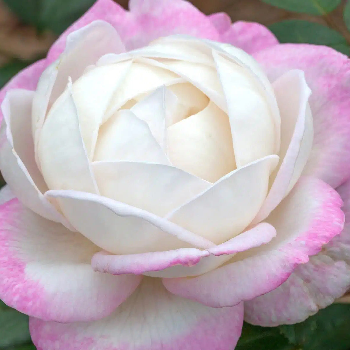 Best Kept Secret™ Rose Bush