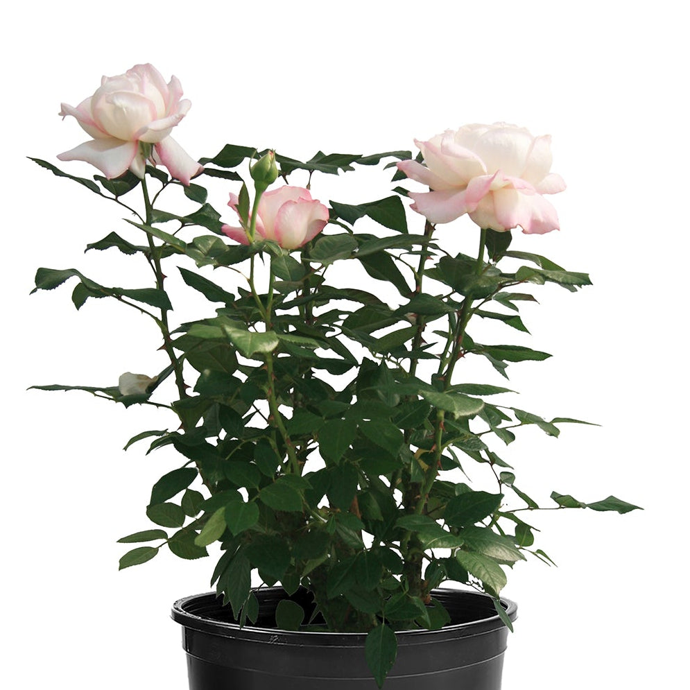 Best Kept Secret™ Rose Bush