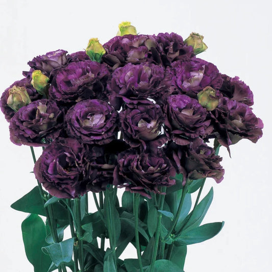 Lisianthus Roseanne Black Pearl - 10 Pack