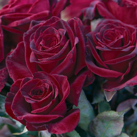 Black Baccara® Rose Bush