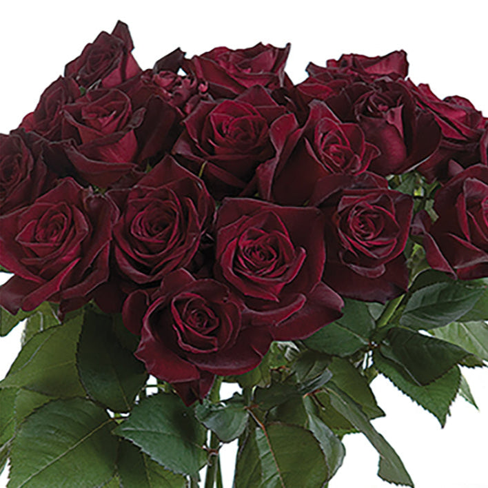 Black Baccara® Rose Bush