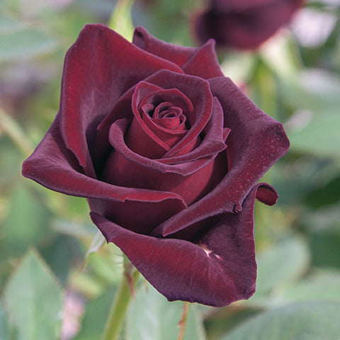 Black Baccara® Rose Bush