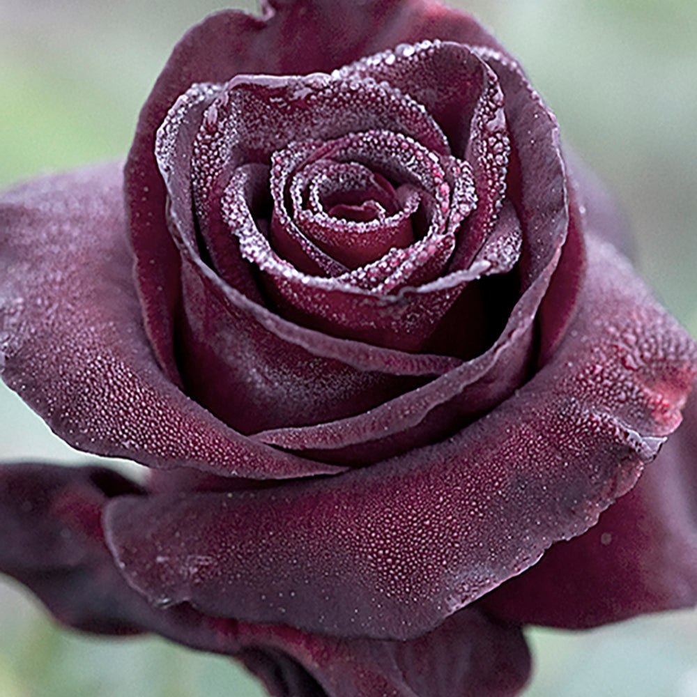 Black Baccara® Hybrid Tea Rose: Dark. Dramatic. Utterly