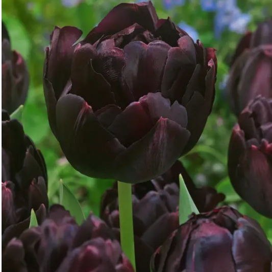 Tulip Black Hero 10 Pack