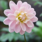 Dahlia 'Brackenridge Ballerina' (or Bracken Ballerina)