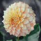 Dahlia 'Bracken Sarah'