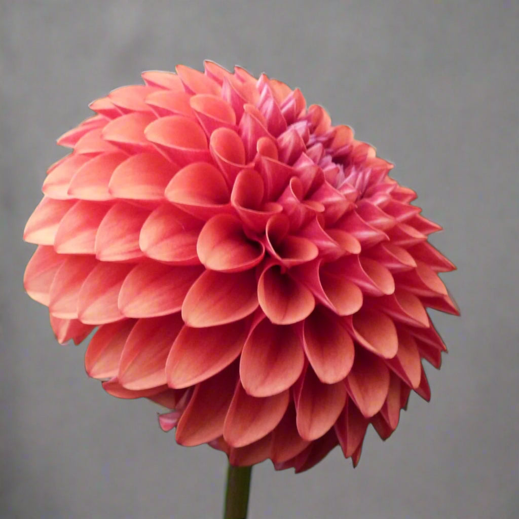 Dahlia 'Brown Sugar' - Ball (1 tuber)