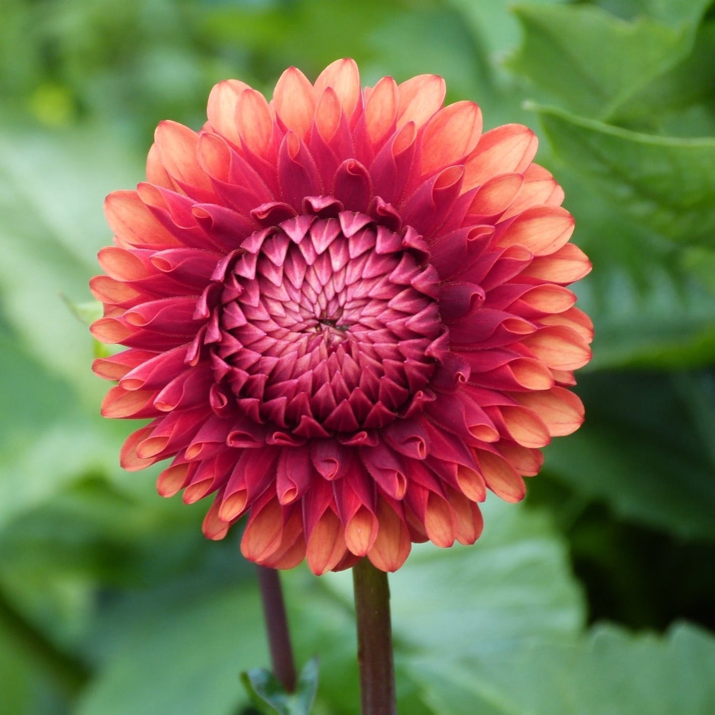 Dahlia 'Brown Sugar' - Ball (1 tuber)