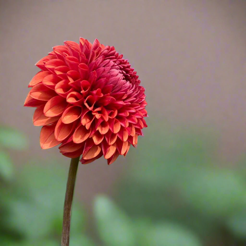 Dahlia 'Brown Sugar' - Ball (1 tuber)