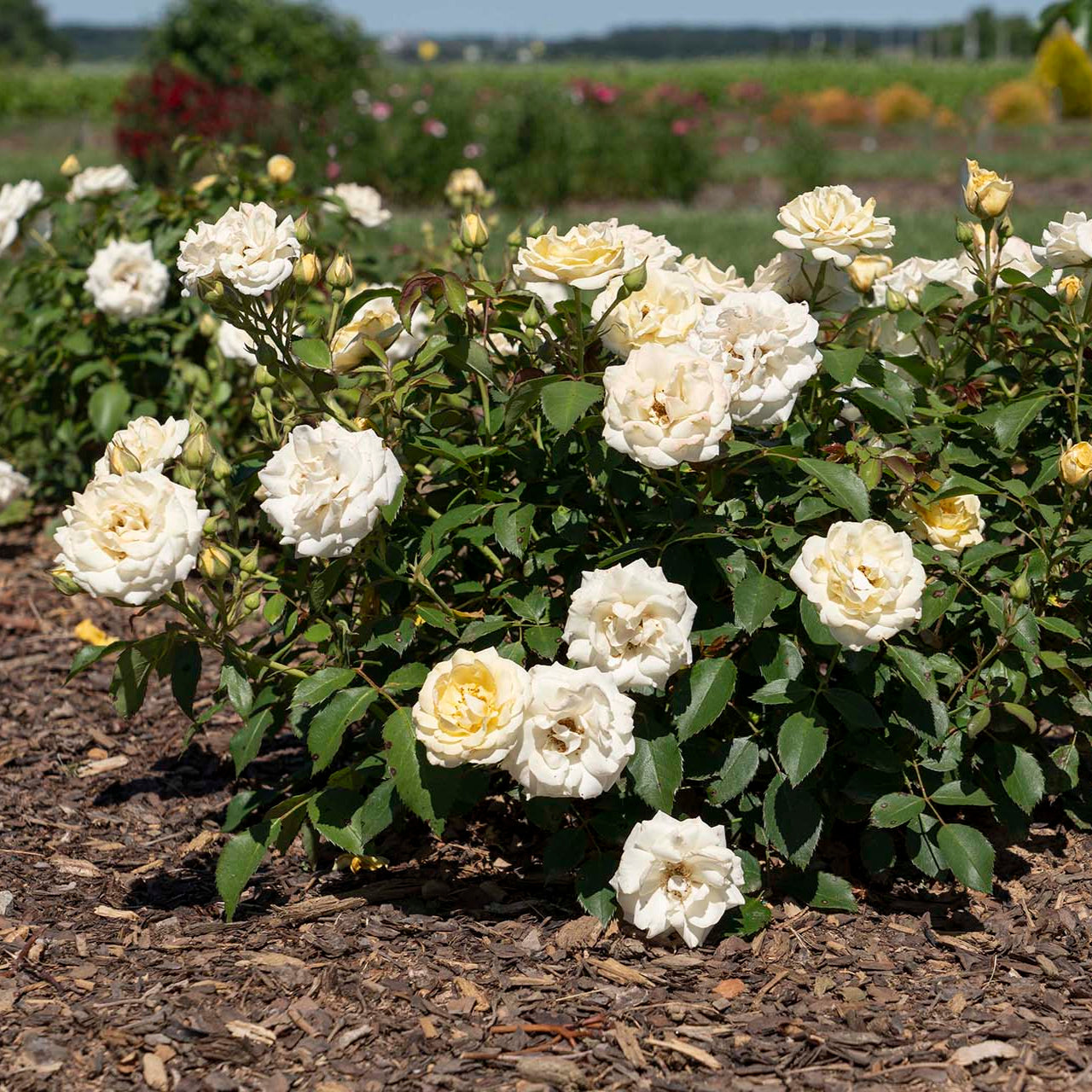 Buttercream Drift® Groundcover Rose Bush