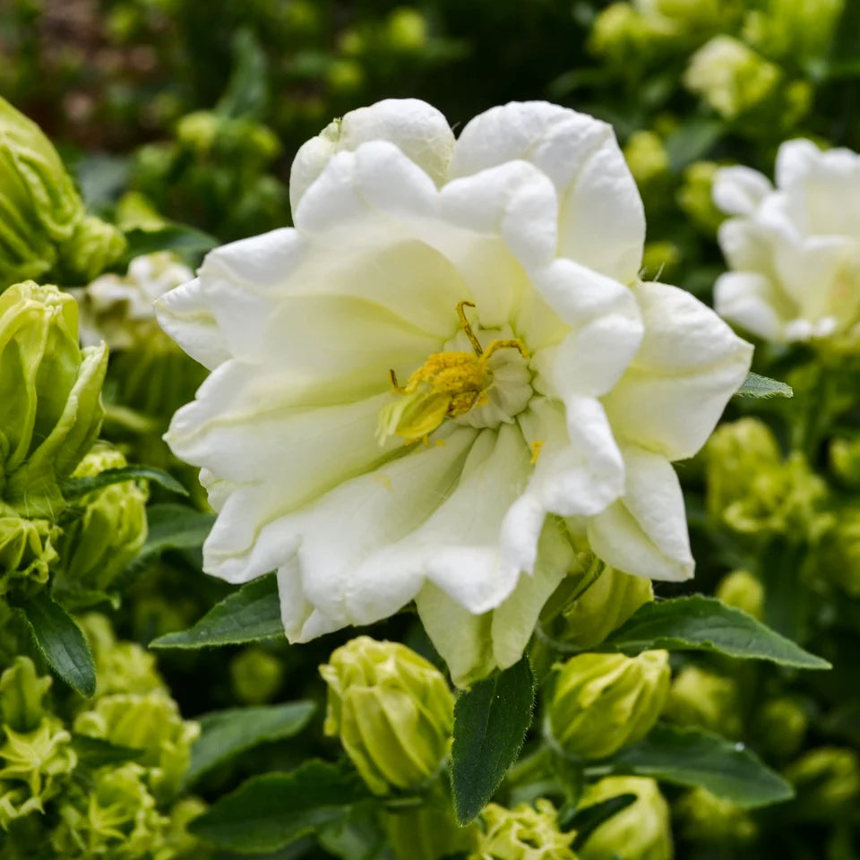 Campanula 'Evergreen' Mont Blanc |  4 Pack | Ships  Week of Sept 21