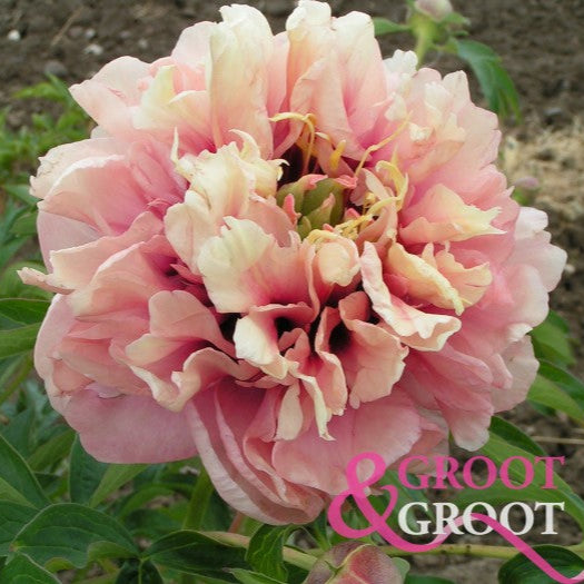 Caroline Constabel Peony - Itoh 3-5 eyes