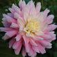 Dahlia 'Chilson's Pride'