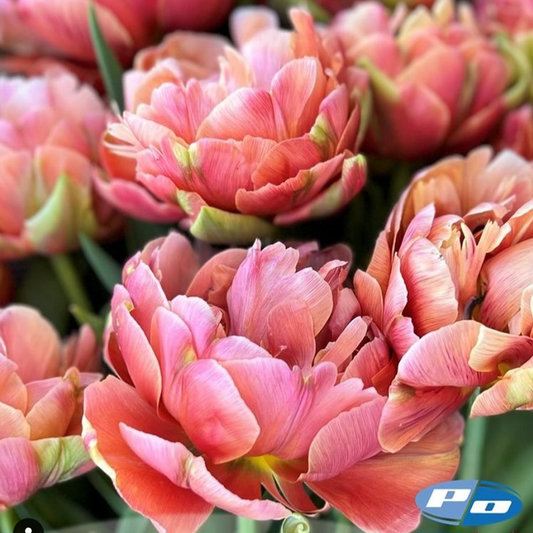 Tulip Copper Image 10 Pack