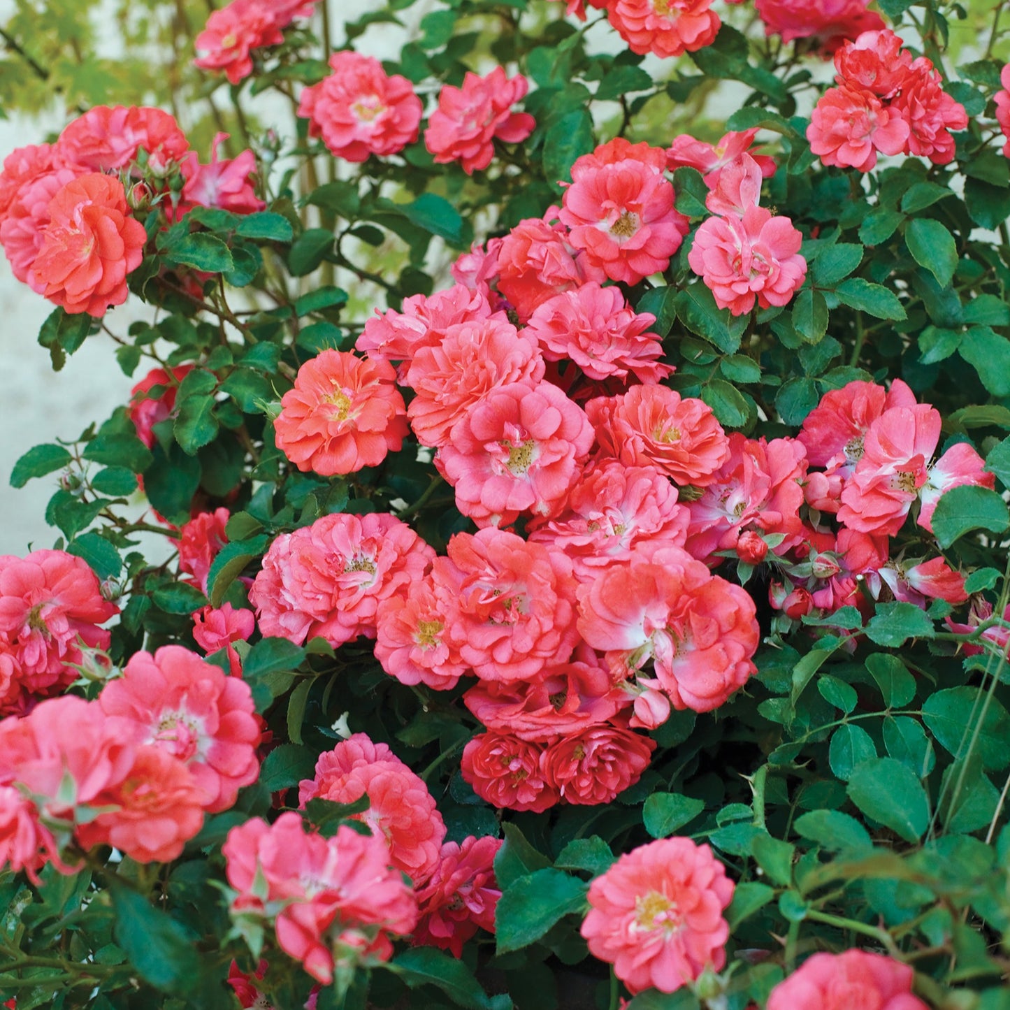 Coral Drift® Groundcover Rose Bush