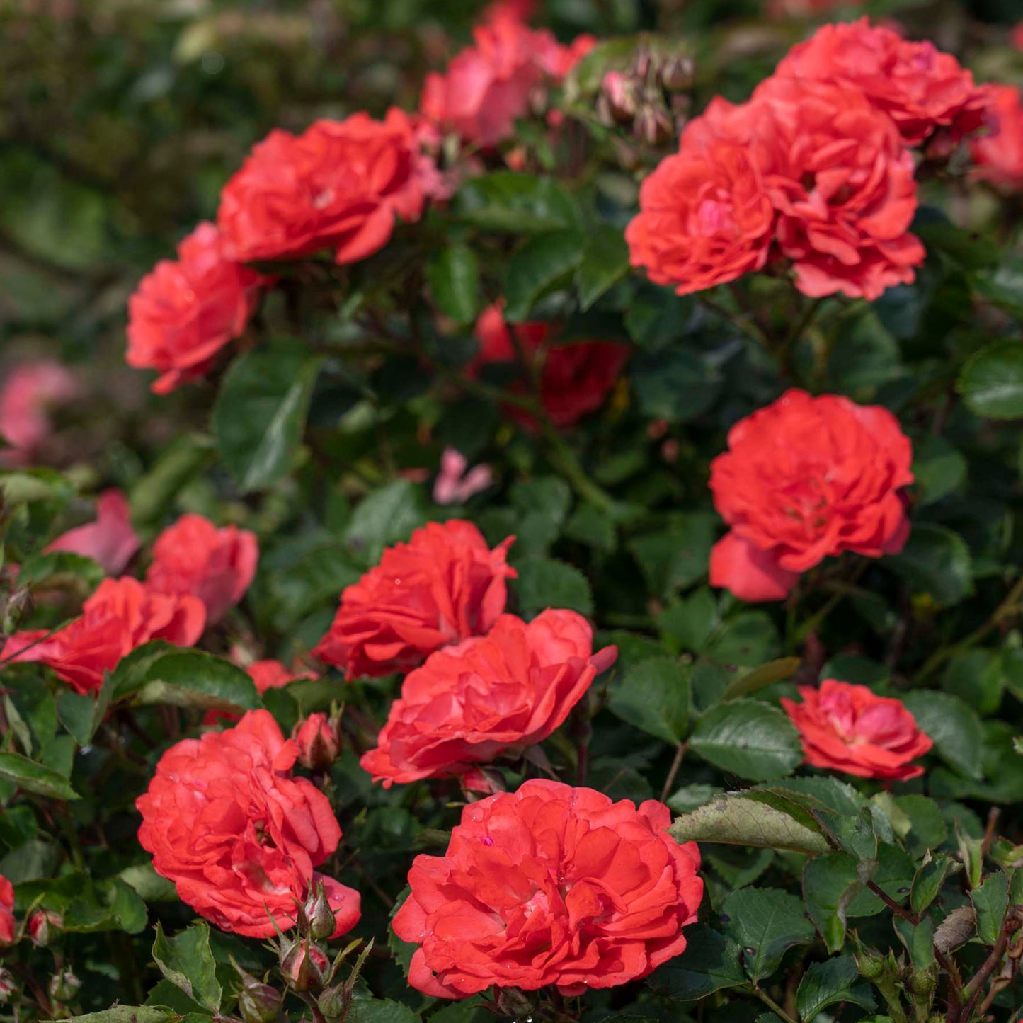 Coral Drift® Groundcover Rose Bush