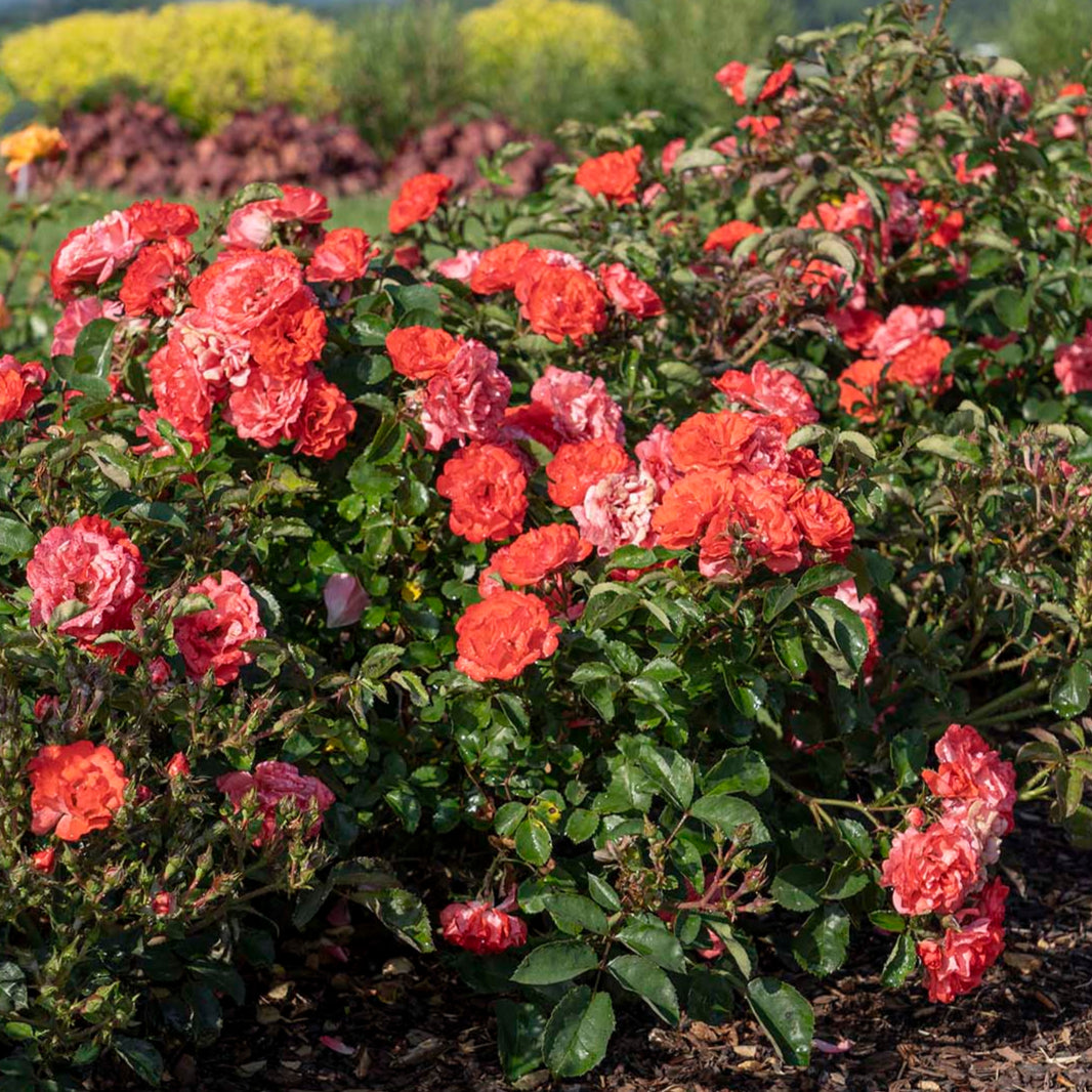 Coral Drift® Groundcover Rose Bush